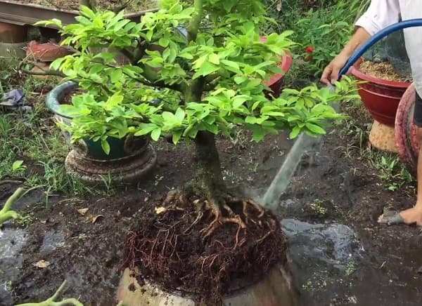 Quy trình chăm sóc mai trong năm sao cho hiệu quả nhất