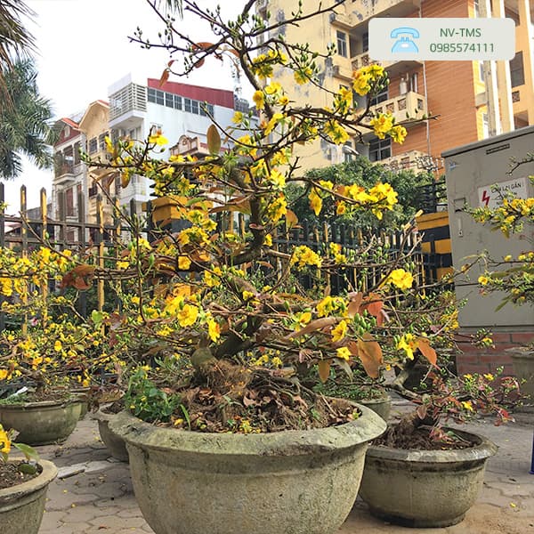 Tìm hiểu cách trồng và chăm sóc mai vàng trong chậu