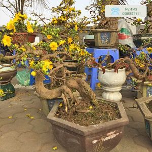 Cách tạo các thế mai vàng đẹp nên áp dụng ngay