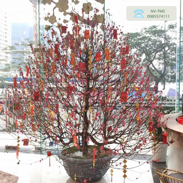 Khám phá cách trang trí cây đào ngày Tết của người hiểu Phong thủy