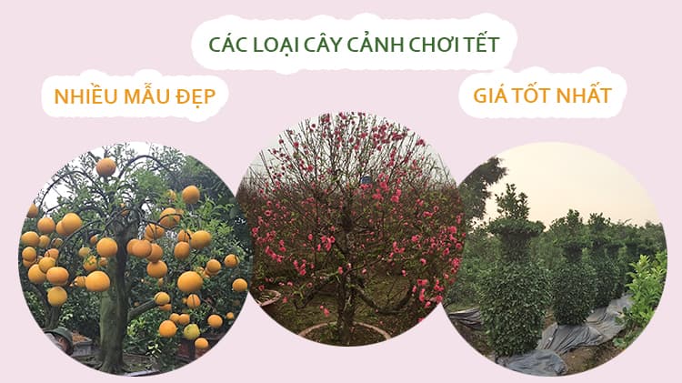 bannercaycanhchoitet